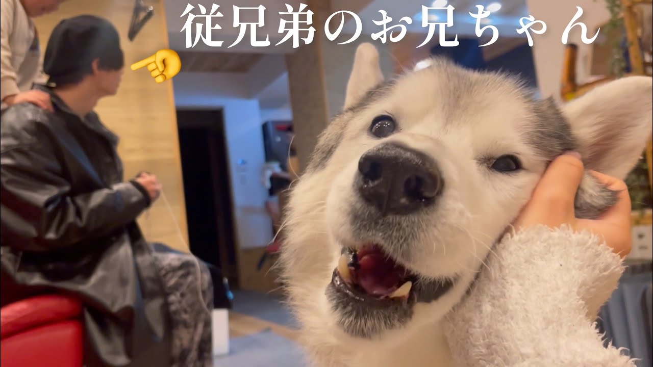 数年ぶりに会った従兄弟のお兄ちゃんの風貌が変わり過ぎてて、もはやほとんど覚えていないシベリアンハスキー