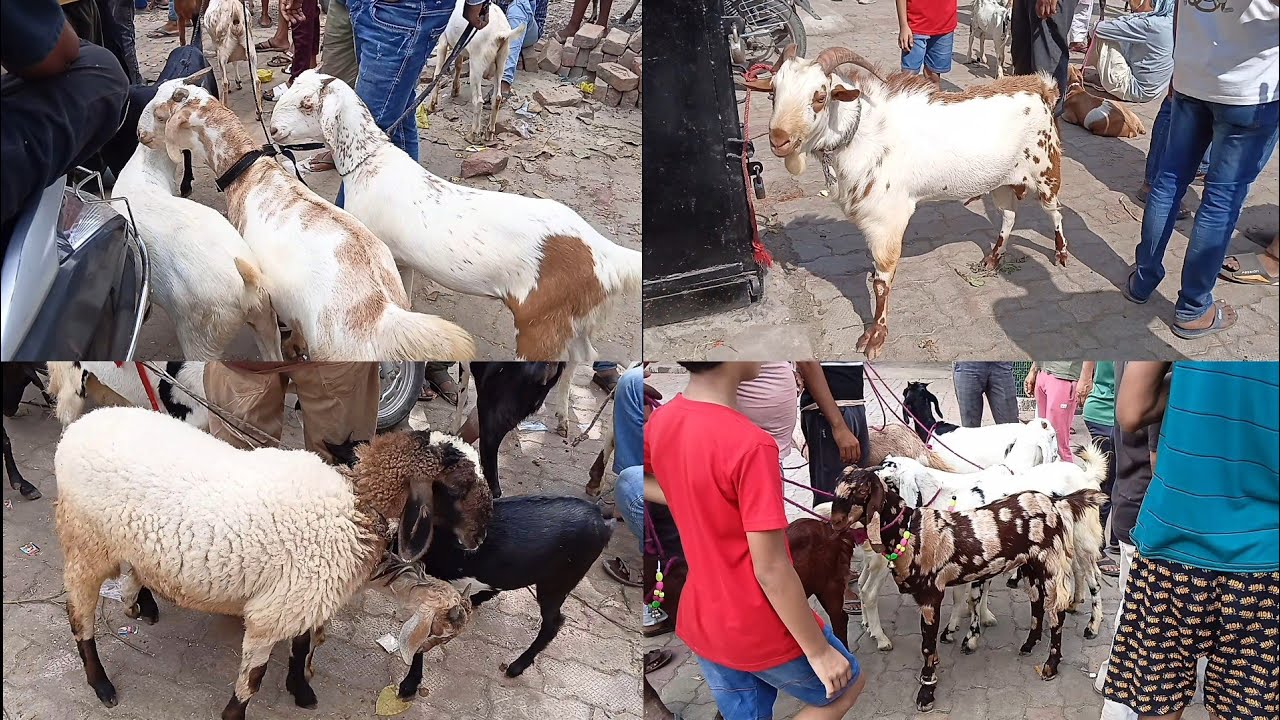 Kanpur bakra Mandi bakarganj 2025/9/28/ Sunday #kanpur #bakr #youtube #subscribe 