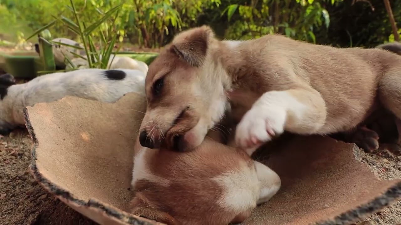 불안한 강아지를 위한 편안한 음악│DogChill 사운드