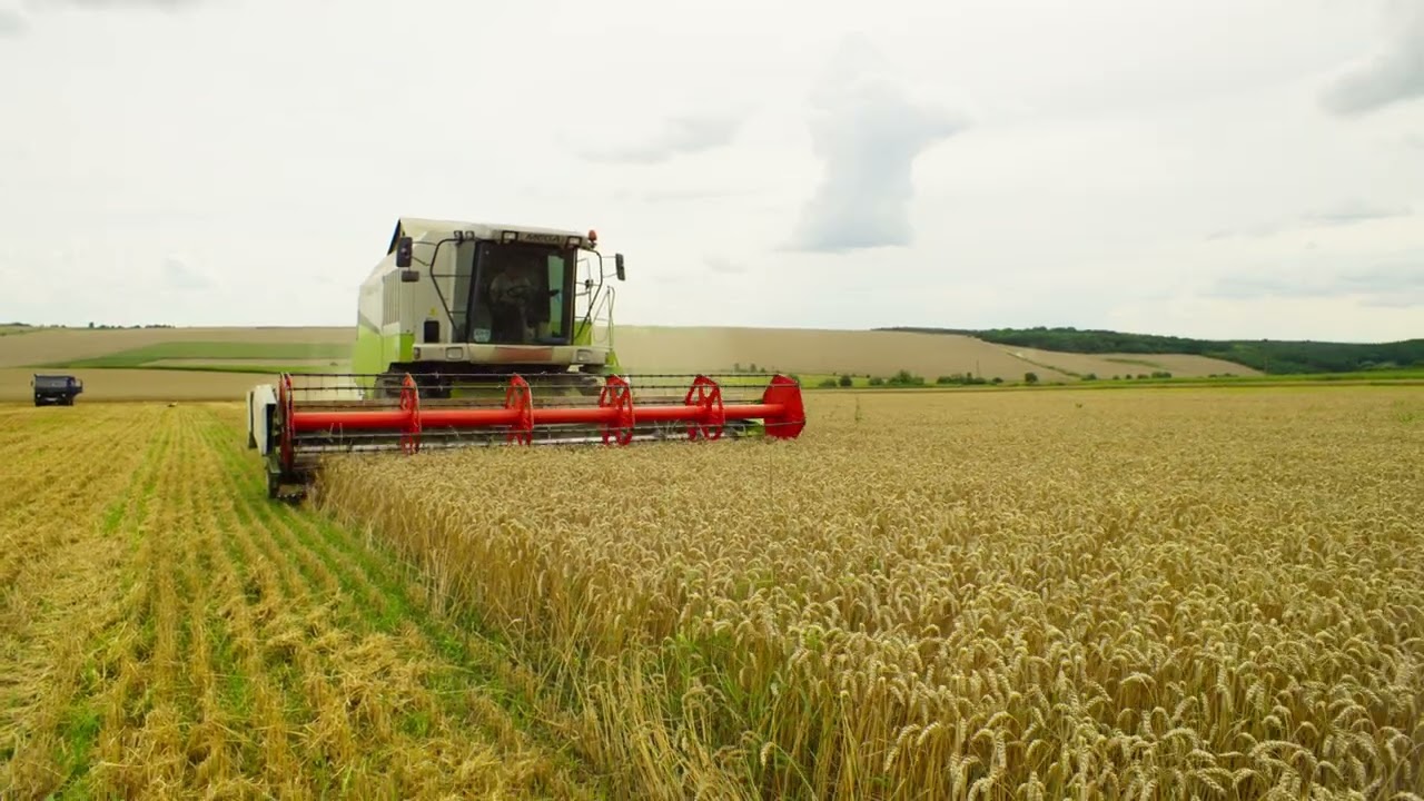 a combine harvester harvests wheat on farm agro fi 2023 11 27 05 23 50 utc