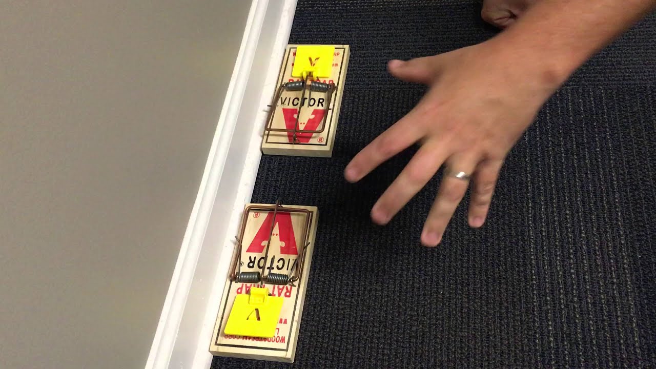 How to properly place rat traps