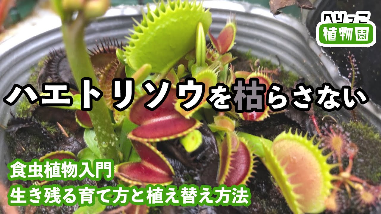 【食虫植物入門】今年はハエトリソウを枯らさない！生き残る育て方＆植え替え方！へりっこ流パックンフラワー簡単栽培法！【園芸初心者・食虫植物初心者さん向け】質問はお気軽にコメントへ♪