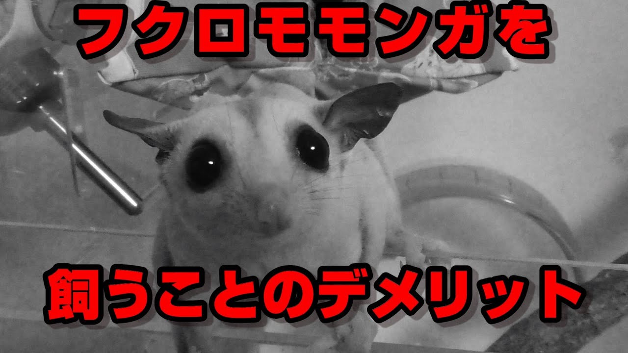 【フクロモモンガ】を飼うことのデメリット