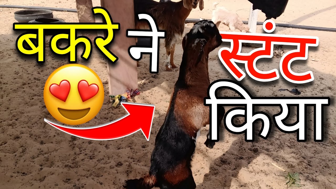 Chote Bkre Ne Stant Kiya 😲| बकरे ने किया 🔥😳