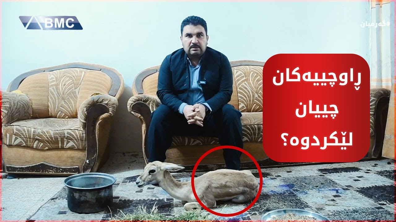 دڵدەهەژێنێت.. چیرۆکی ئەو ئاسکەی لە گەرمیان قاچێکی لەدەستداوە