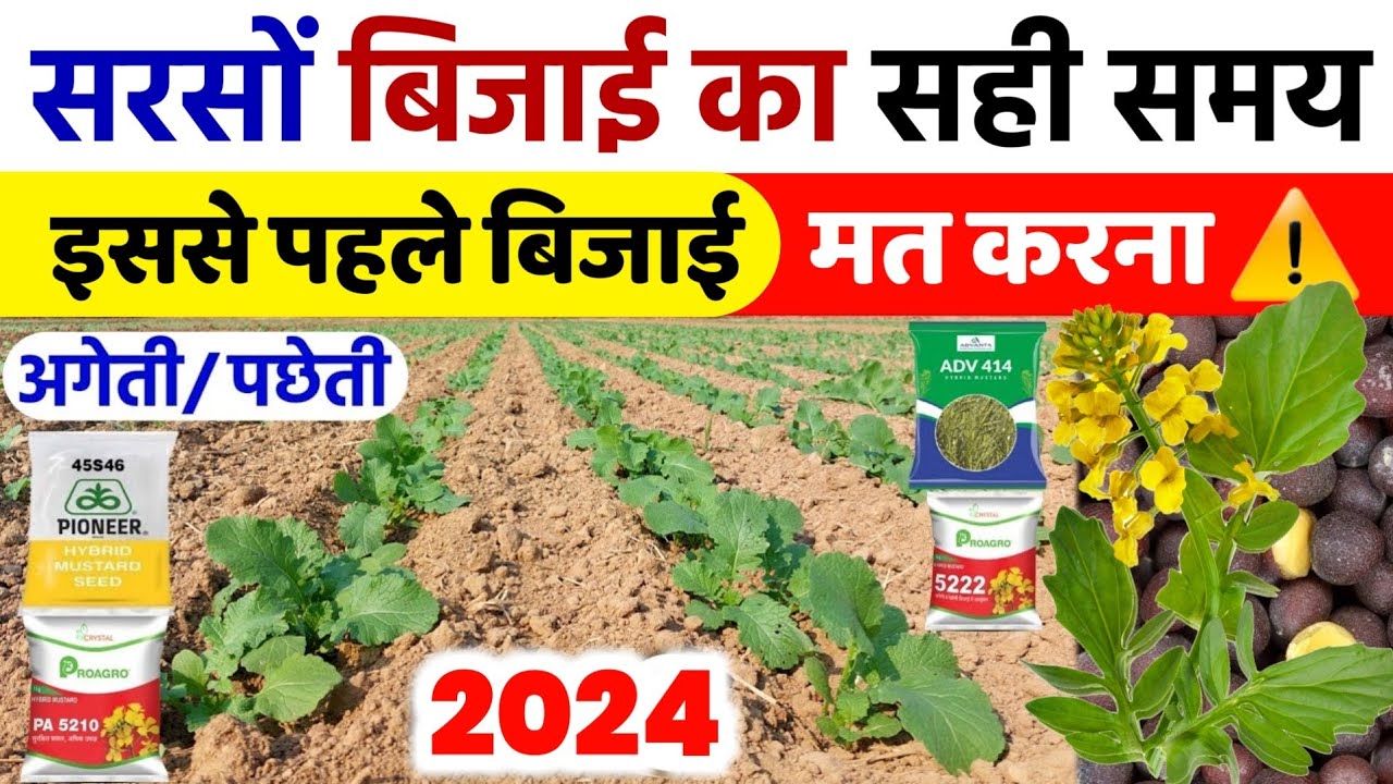 सरसों की बिजाई का सही समय | Sarso Ki Bijai Ka Time | Sarso Ki Bijai Ka Samay | Sarso Ki Kheti 2024
