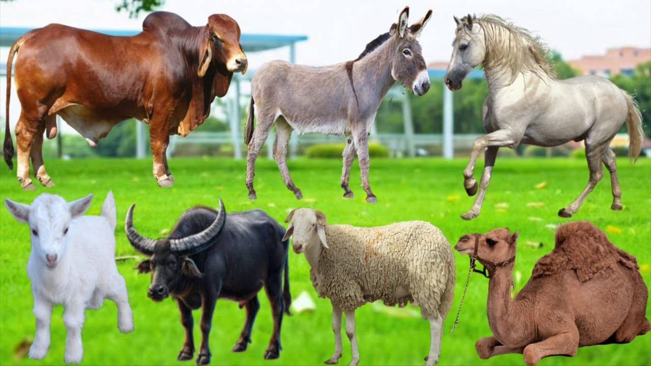 Cute Animal Sounds: Cow, Buffalo, Camal Goat, Sheep, Dog, Cat, Horse, Donkey - Animal Moments