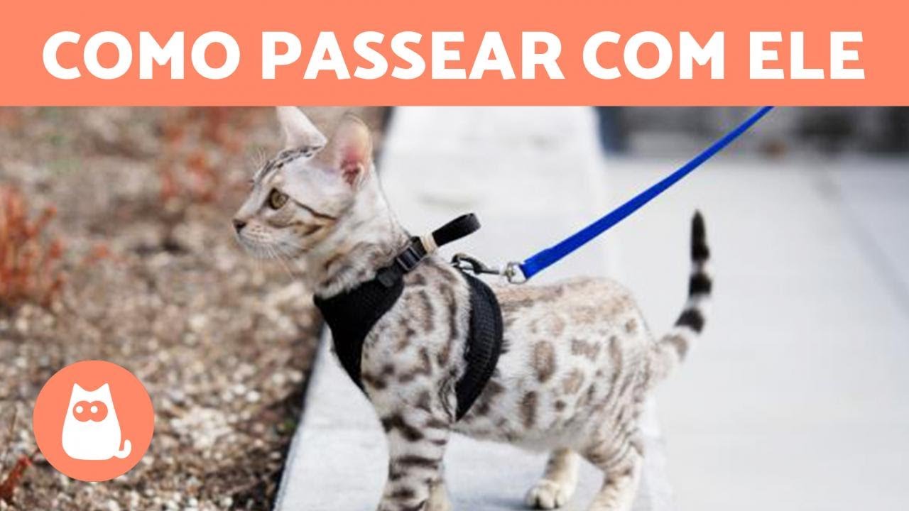 Como PASSEAR com um GATO com GUIA? 🐈🚶‍♂️ (5 dicas)