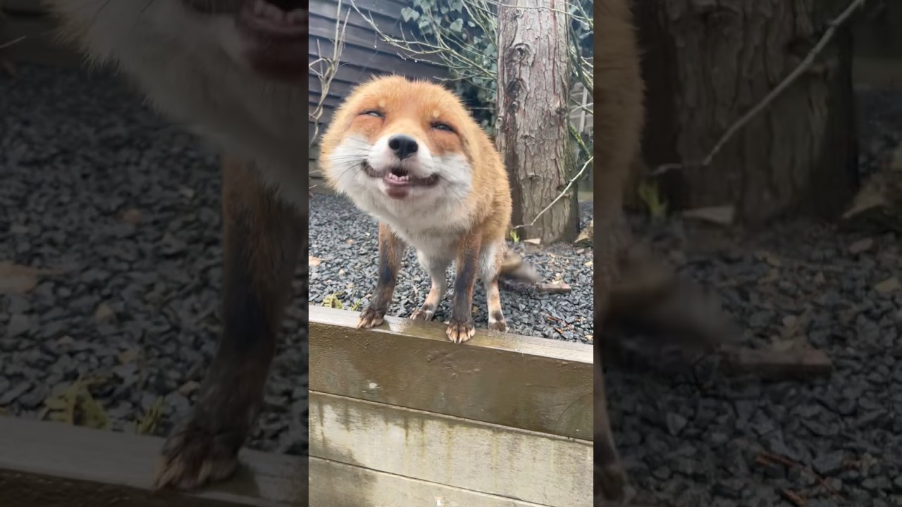 Funny fox sounds #funny #funnyanimal #funnyvideo #funnypet #pets #fox #cute #foryou #fyp #cutefox