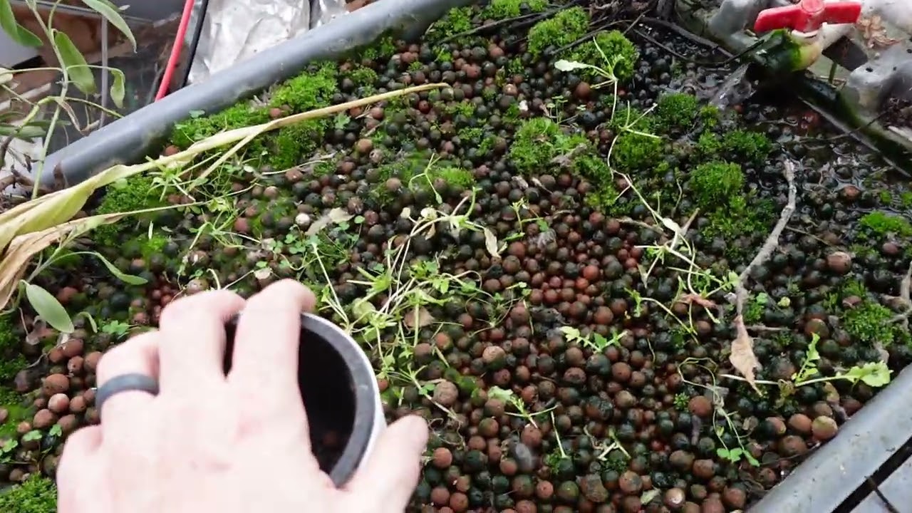 January 2026 aquaponics update Chaos 1, Life 0.