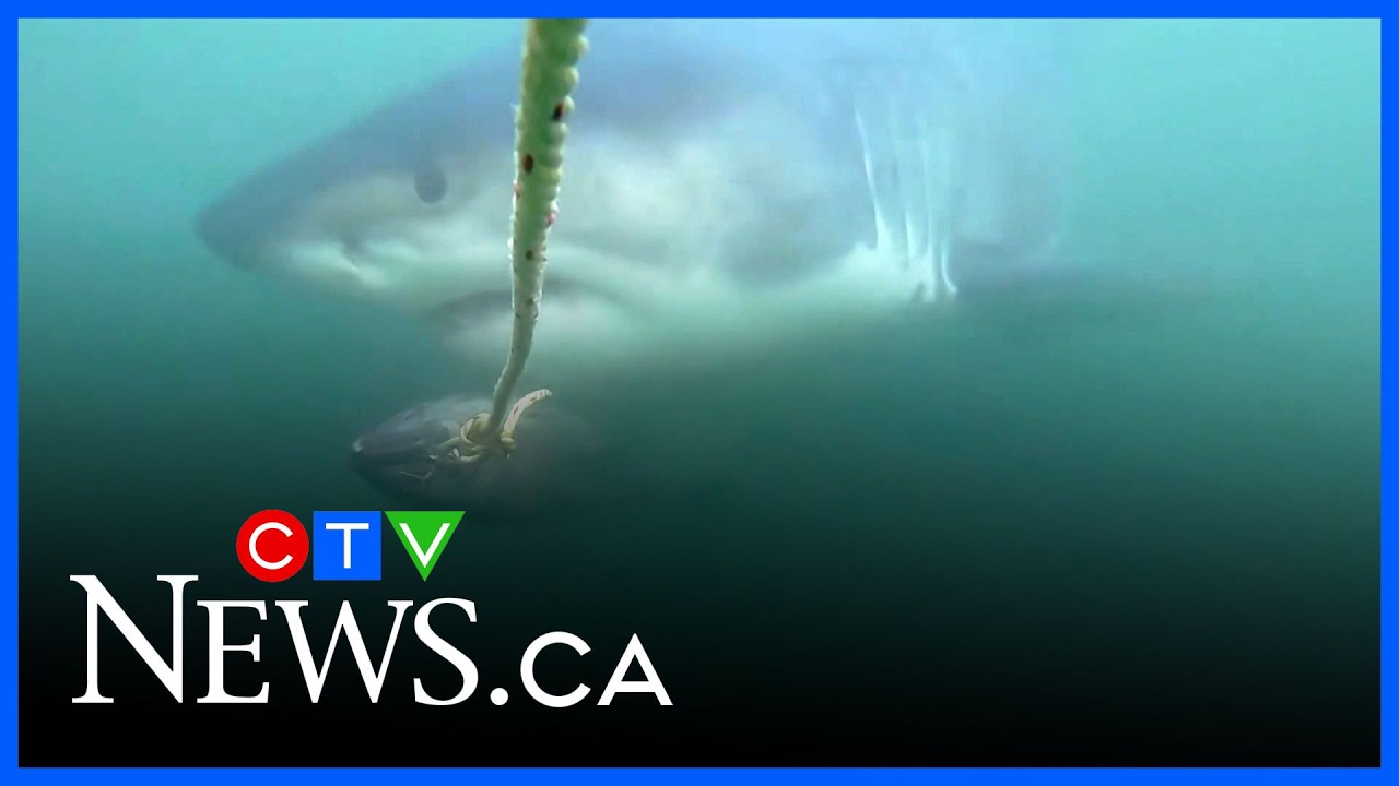 Great white shark, 'Kara' tracked near Vancouver Island
