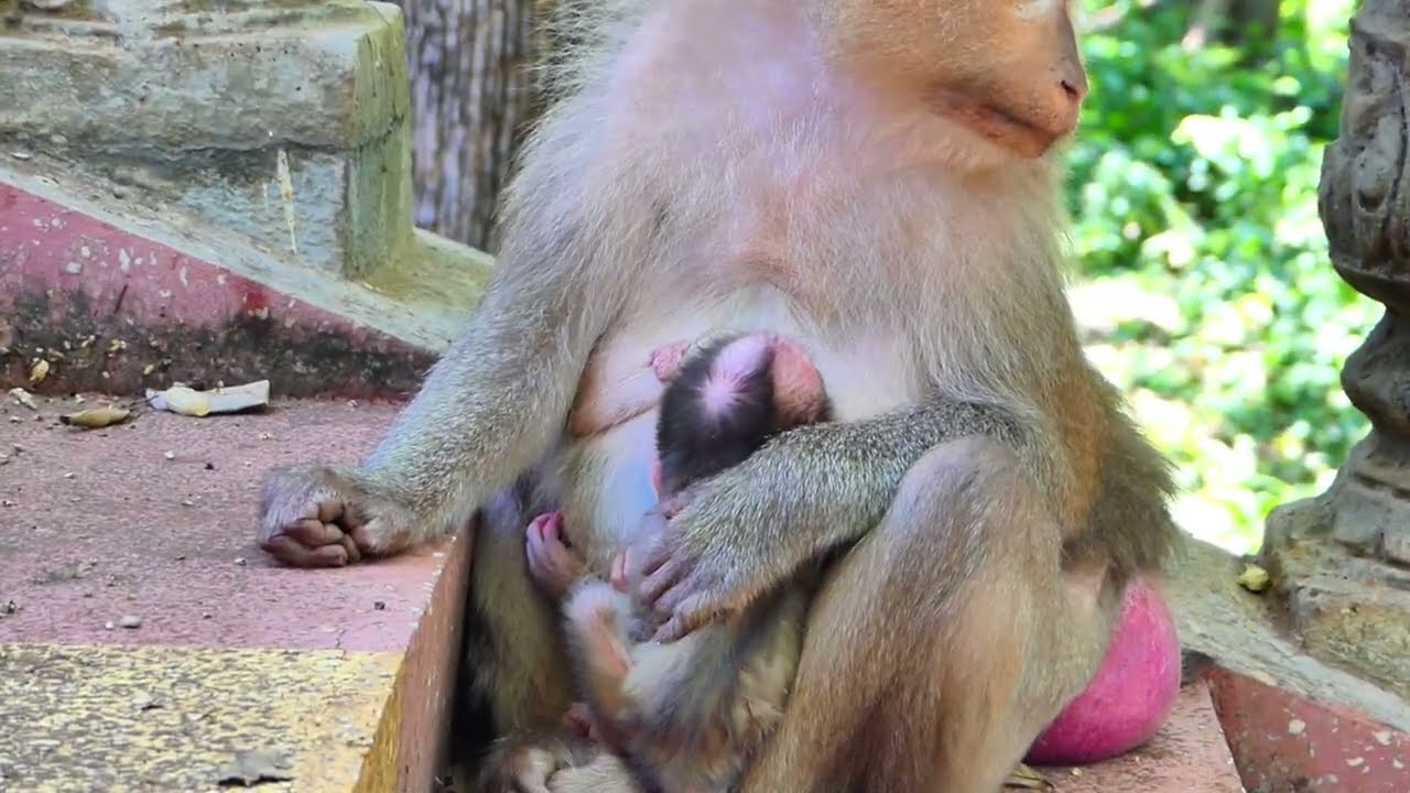 Unbelievable that JULA teaches newborns-The baby monkey still doesn't know how to stand on its own.