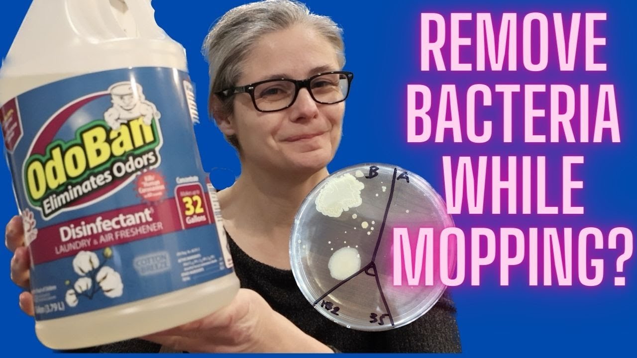 Can Odoban Remove Bacteria from My Floor While Mopping?!- Bacteria Testing!