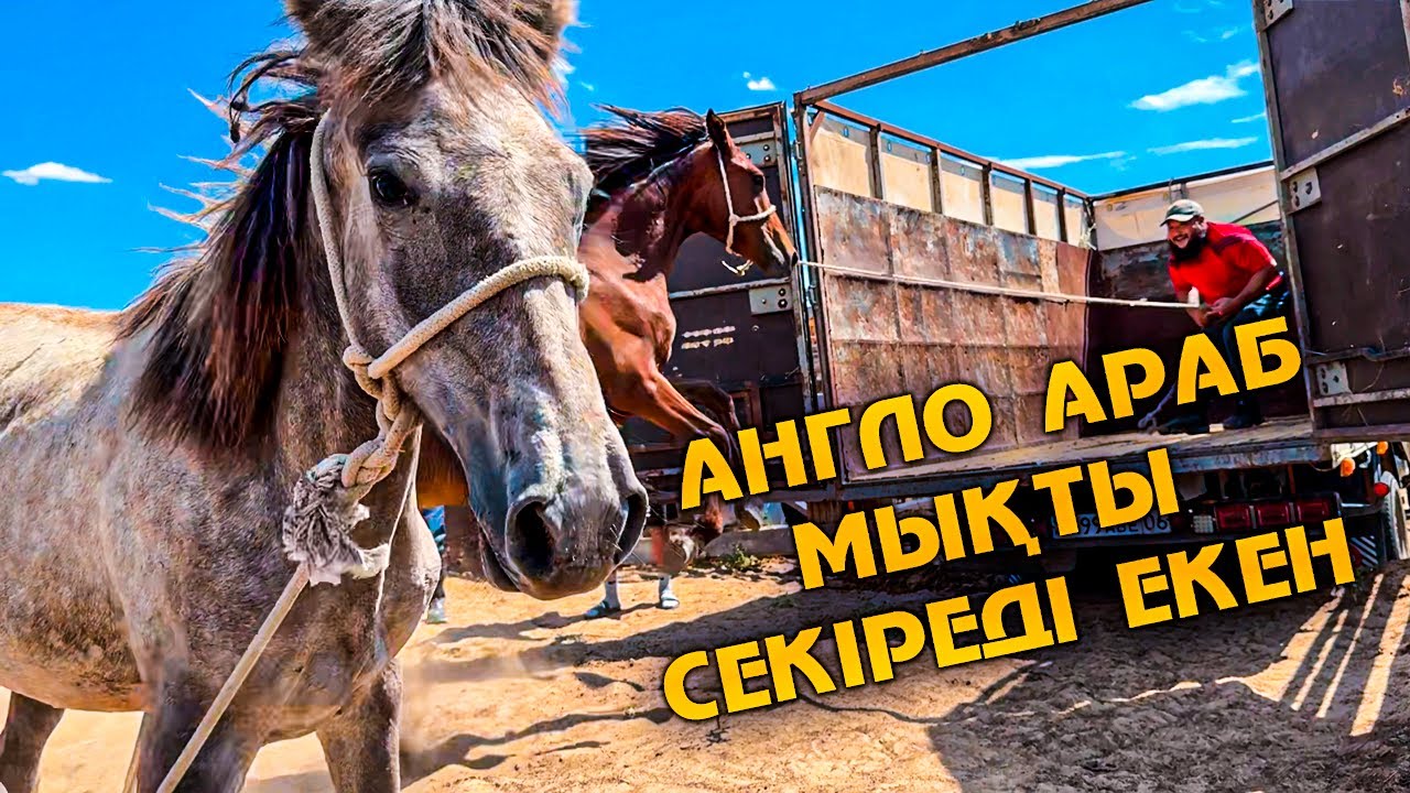 Саяқтарды қораға қамап.  Әркім өз жылқысын алып кетті.  Мен жирен құнады алып келдім.