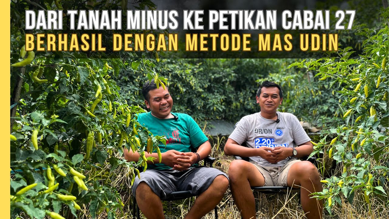 Petani Pemula Buktikan Cabai Di Tanah Rusak Tetap Berbuah Lebat Dengan Metode Mas Udin