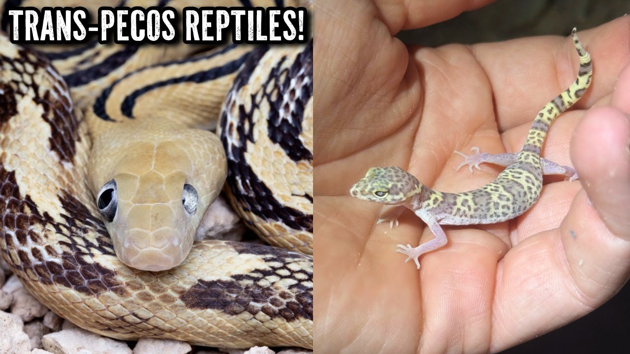 Ratsnakes and Rattlers in West Texas! Trans-pecos Ratsnakes and More Desert Wildlife!