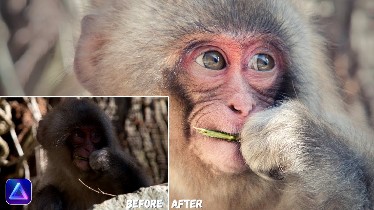 Easily Edit STUNNING Wildlife Photos With LUMINAR NEO
