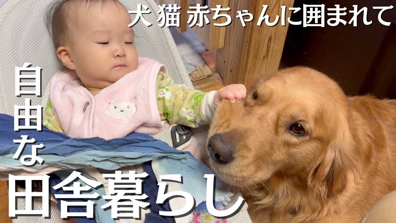 【田舎暮らし】3食自炊の毎日。犬猫赤ちゃんに囲まれた小さな小屋暮らし。