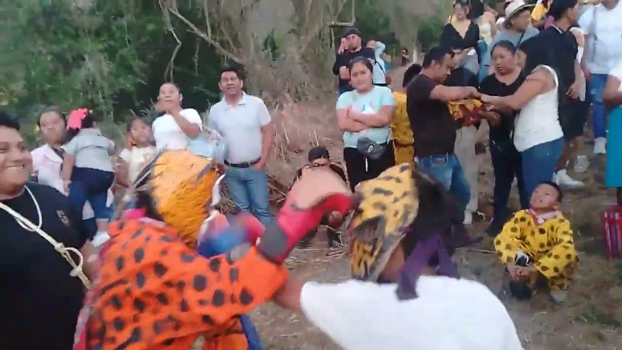 Pelea de tigres limas 2024 prins
