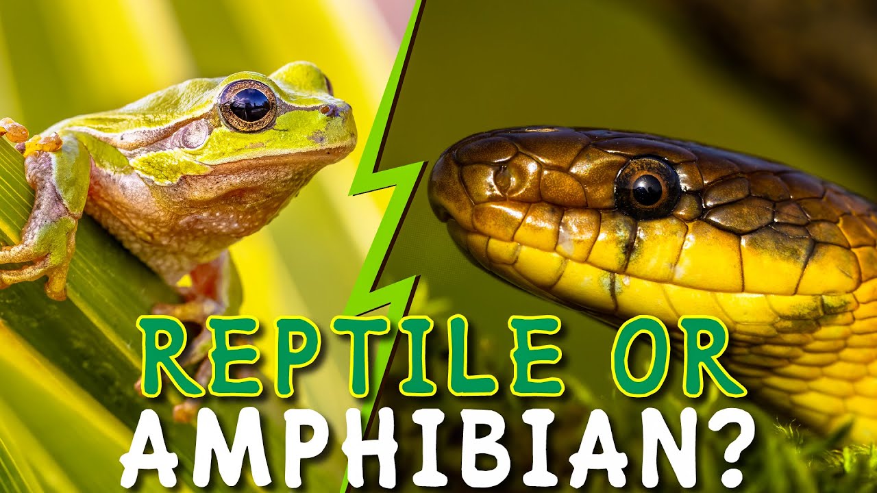 Reptiles Vs Amphibians | Learn the Difference