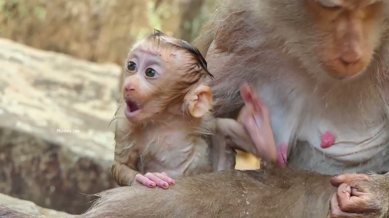Oops..!!... Is monkey Libby Calling her cute baby Lily to go swimming in pool with Rainbow and Leo.
