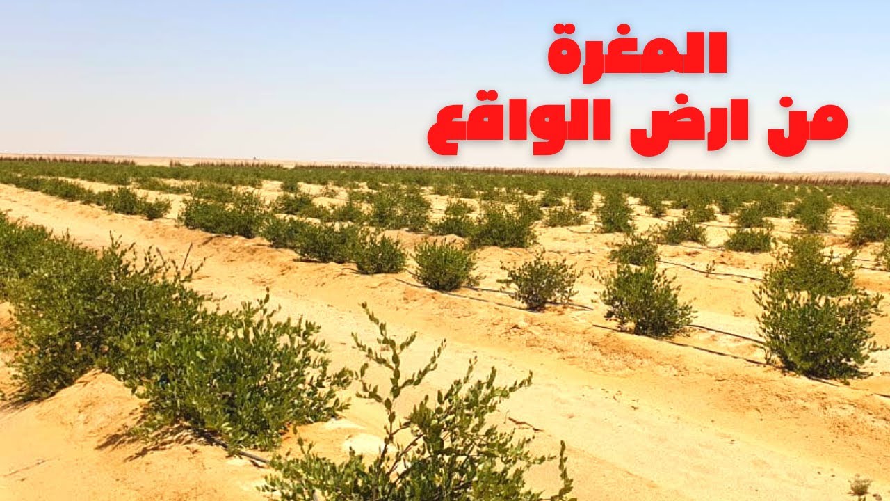 المصرية الخليجية تتغلب علي الملوحة الزائدة في المغرة