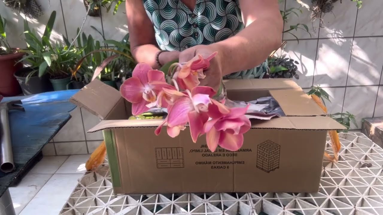 Ganhei Uma caixa de orquídeas Phalaenopsi