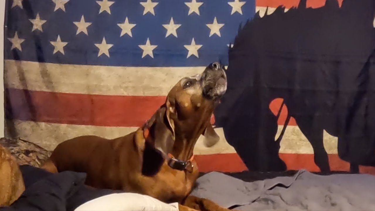 My Dogs React To Coyotes And More On The Full Moon