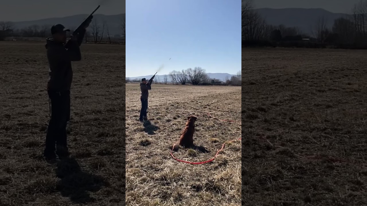 Teaching a hunting dog to be steady, to stay until released.