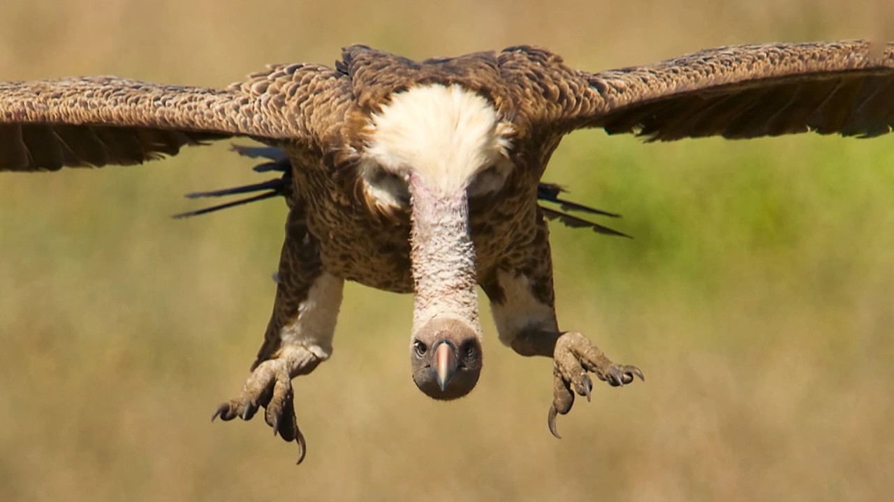 The Smallest & Largest Raptors of Africa