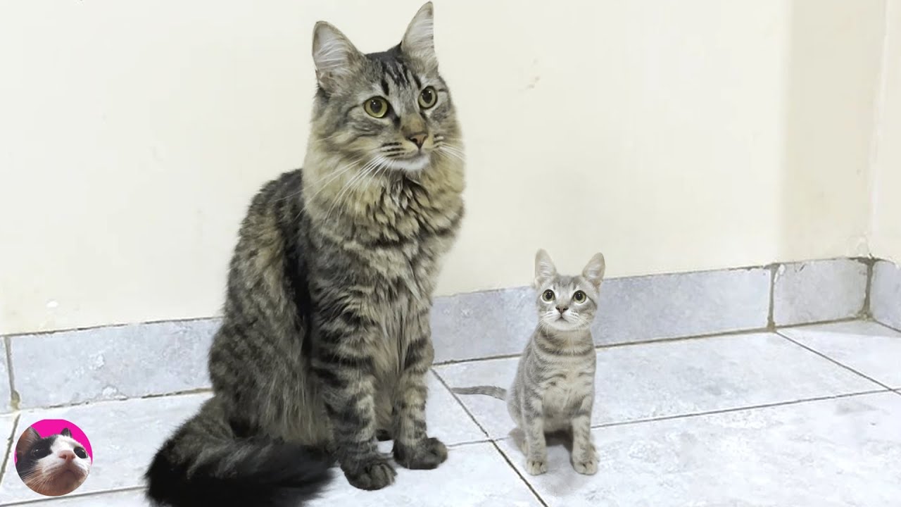 Котенок, подошедший к папе-коту, чтобы поиграть с ним, был таким милым.