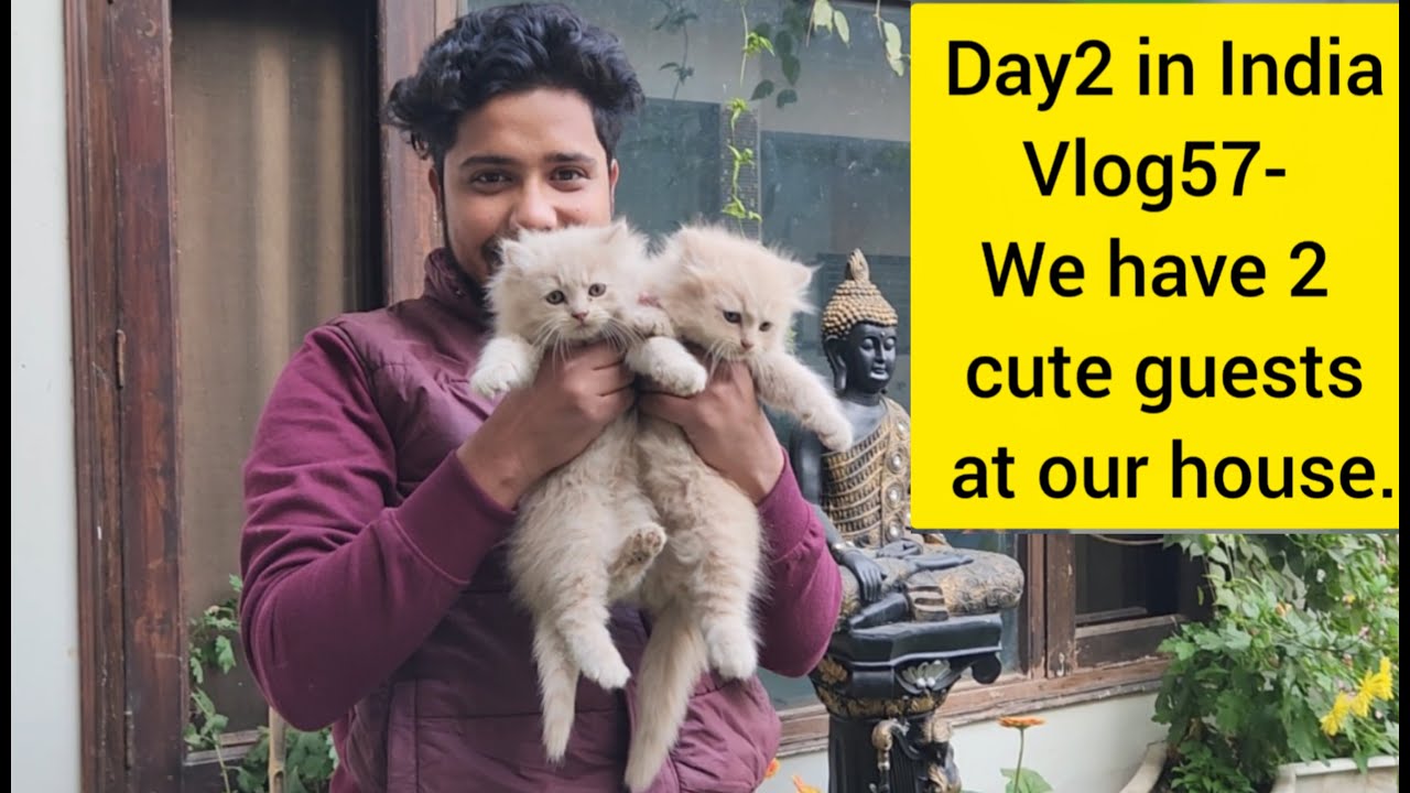 Day2 in India/Vlog 57-We have cute visitors at our house/ Cat love. #vlogger #familytime #cat #vlog