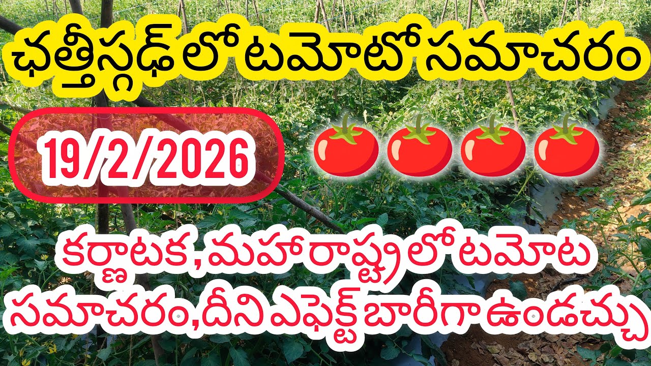 కర్ణాటక మహా రాష్ట్ర లో టమోట సమాచరం దీని ఎఫెక్ట్ చాలా బారీగా ఉండచ్చు