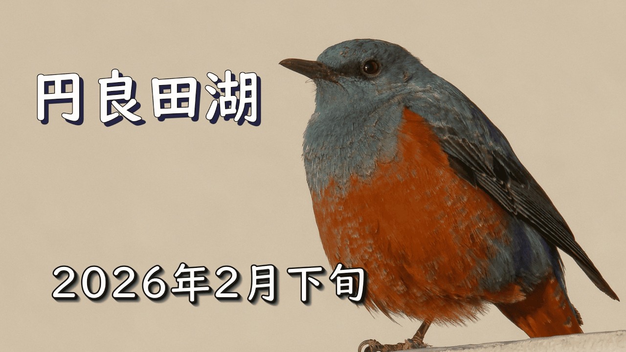 『円良田湖の野鳥―２０２６年２月下旬』　ルリビタキ、ベニマシコ、ウグイス、イソヒヨドリ他　埼玉県寄居町の円良田湖周辺での探鳥の様子です