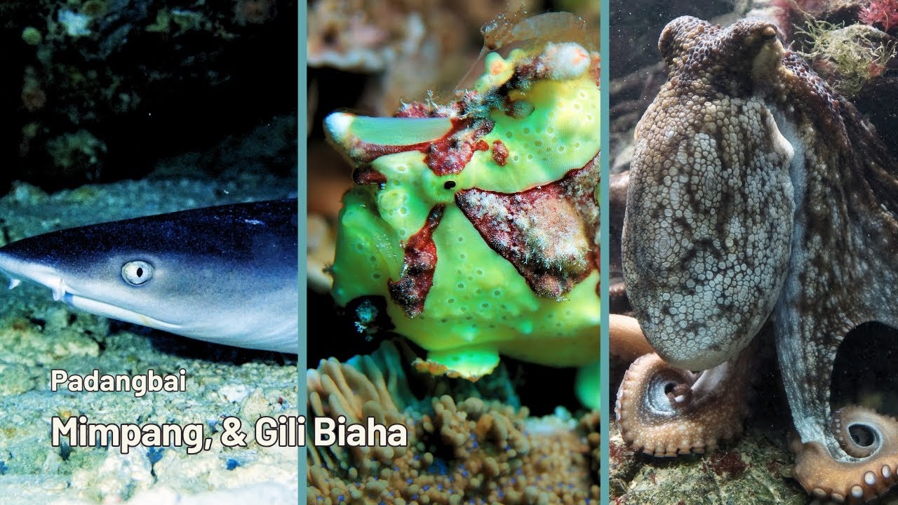Epic Underwater Adventures: Exploring Mimpang and Biaha Dive Sites in Padang Bai #scubadiving