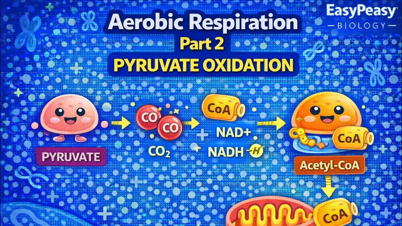 Процесс окисления пирувата: объяснение | Аэробное дыхание, часть 2