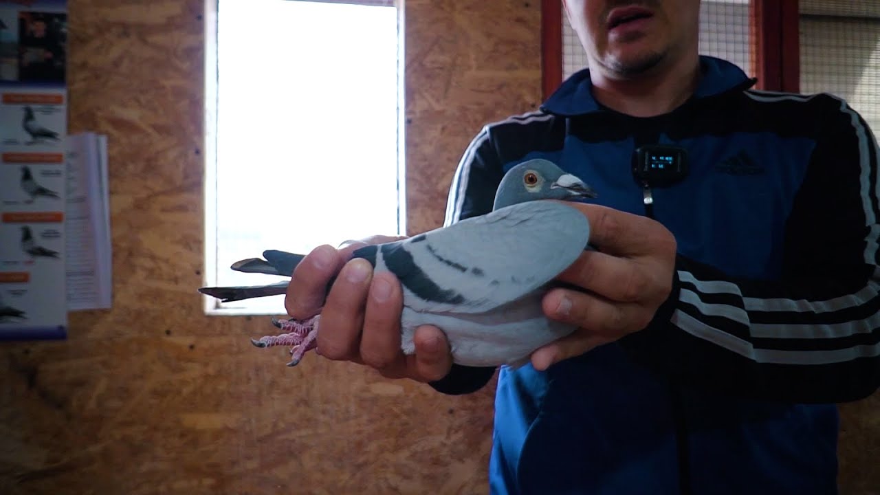Интервью с Мариусом Бэдичану - Мэнешть, Дымбовица