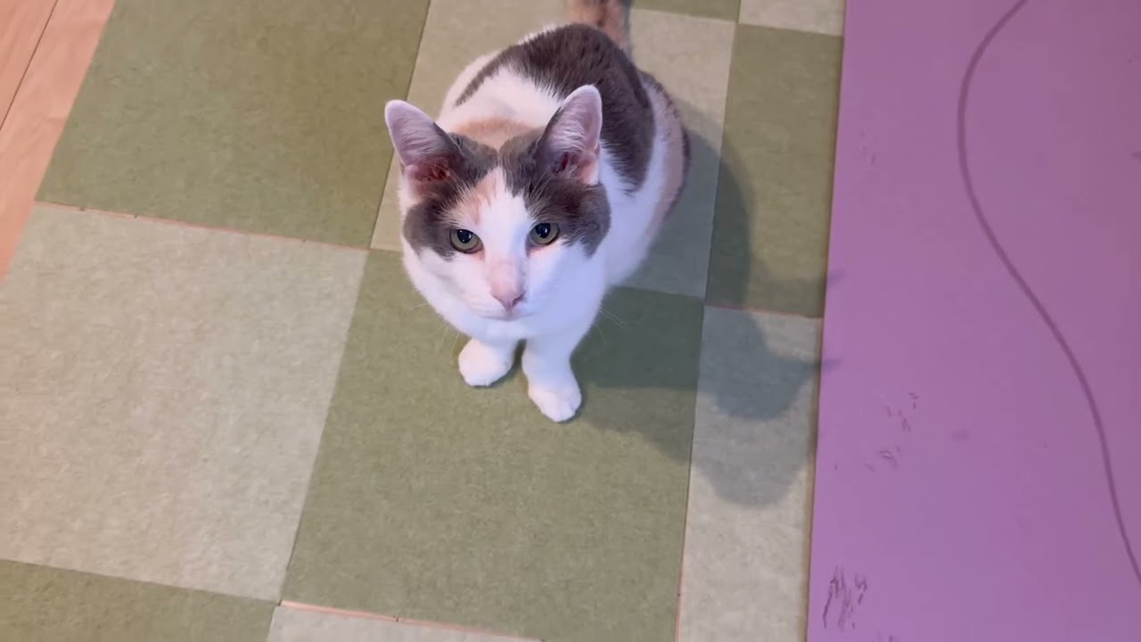 膝を待つ子（乗ったらしばらく動けないんです笑）猫あるある【２０分耐久】