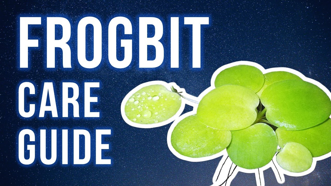 FROGBIT CARE GUIDE | How to Grow, Propagate & Contain It