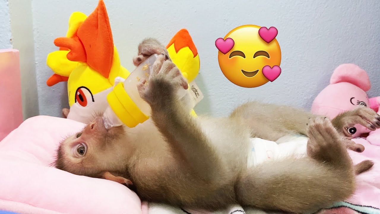 Baby monkey LyLy relaxes with her mother after a long tiring day.