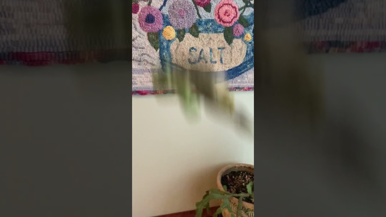 Frog Suicide Ep.2 (It&rsquo;s raining frogs)