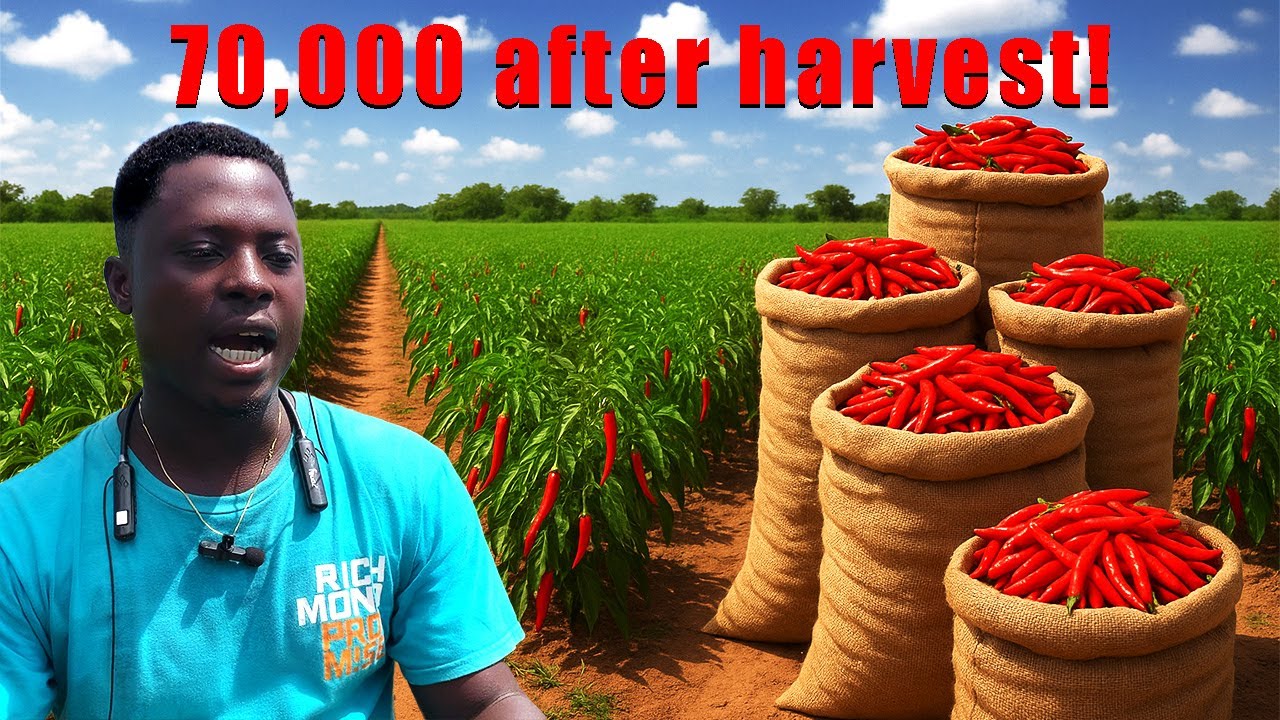 How Profitable is Chilli Pepper Farming? | Cost, Profit, Irrigation & Best Fertilizers Revealed!