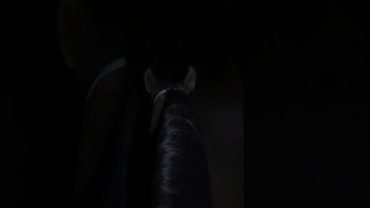 Riding Through Central Station Tunnel on Horse Back. North Bend Rail Trail. 4/30/2022