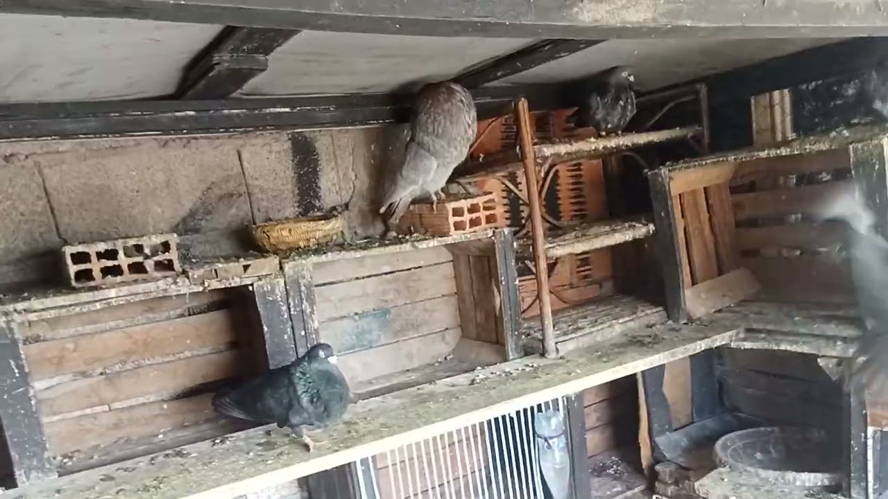 ذجل تولع ولاعة ديال بصح في سيفيانوس الدم القديم 👈🔥🌶️🇲🇦#pigeon 