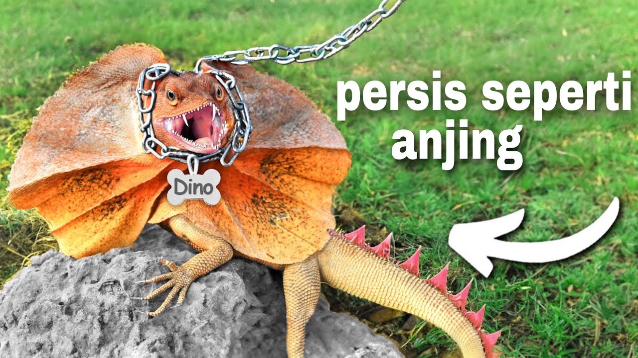 Saya Memelihara Dinosaurus (Semacam)