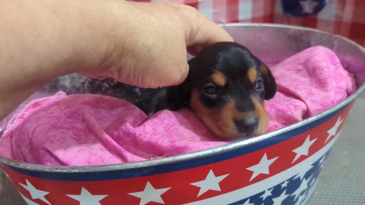 SOLD - Hermione & Zeke babies #tnpuppies #dachshundpups