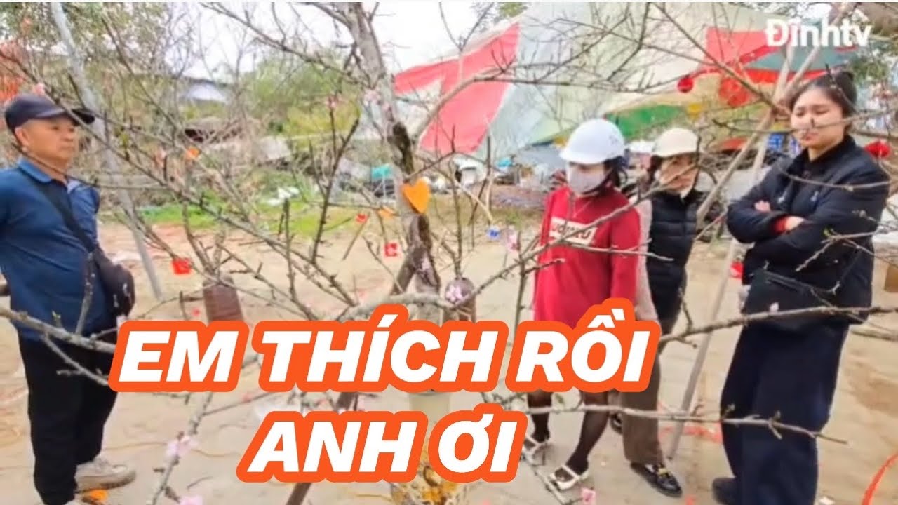 Đào Mộc châu đẹp tại Hải phòng ngày 17 tết 2026 