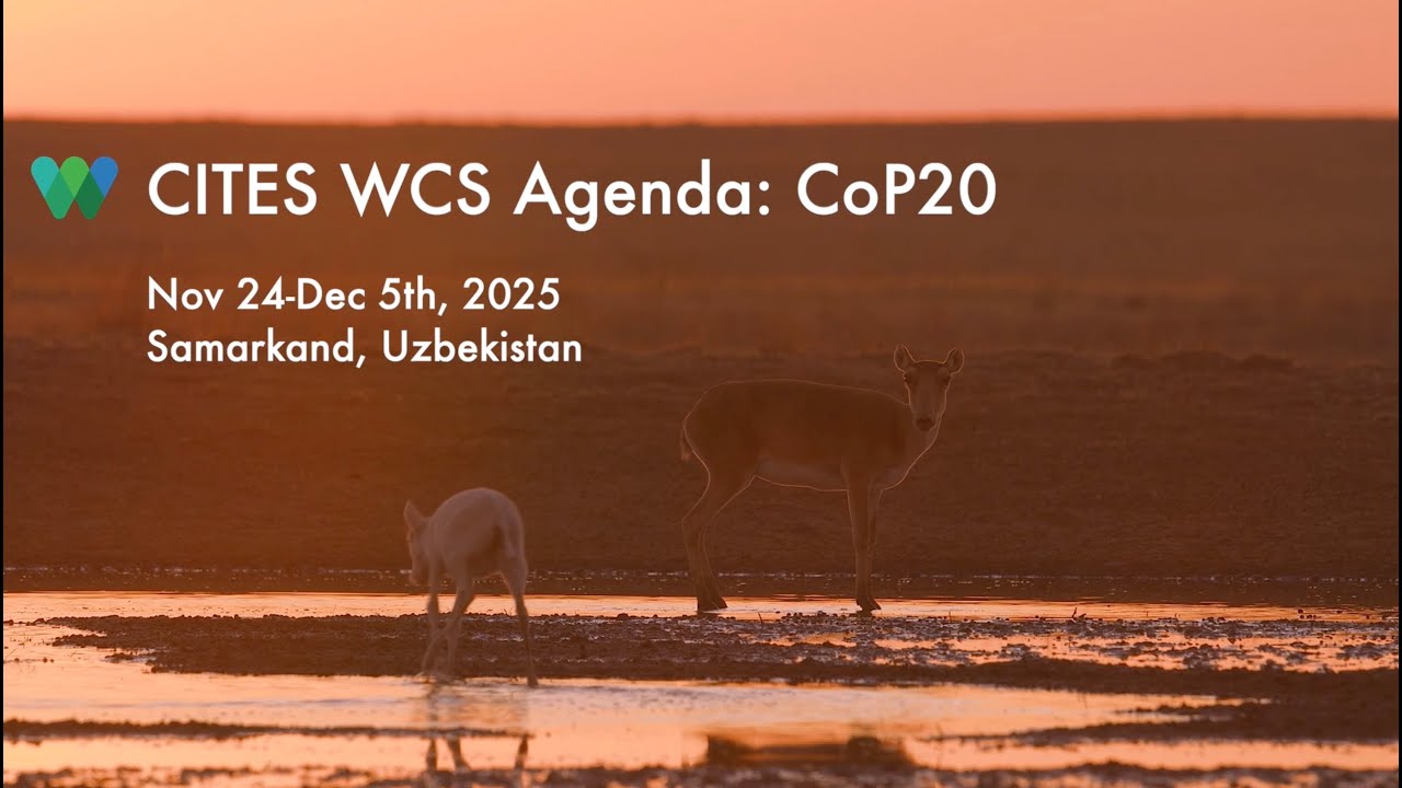 CITES COP20: WCS’s Susan Lieberman on WCS’s priorities at the COP