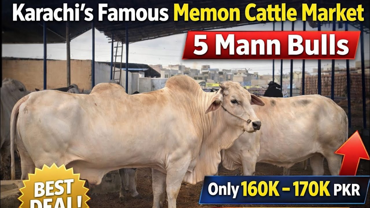 🔥 Karachi’s Famous Memon Cattle Market😱😱