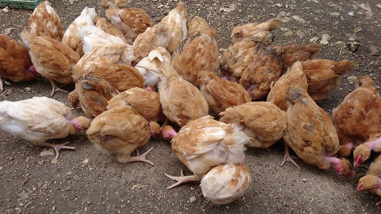 Barbaries et poulet cou nue